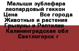 Малыши эублефара ( леопардовый геккон) › Цена ­ 1 500 - Все города Животные и растения » Грызуны и Рептилии   . Калининградская обл.,Светлогорск г.